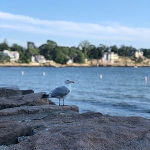 Meet your Posher, Sandy